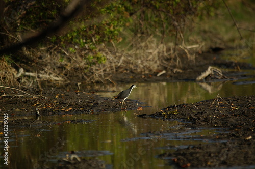 The white-breasted waterhen (Amaurornis phoenicurus) is a waterbird of the rail and crake family, Rallidae, that is widely distributed across South and Southeast Asia.