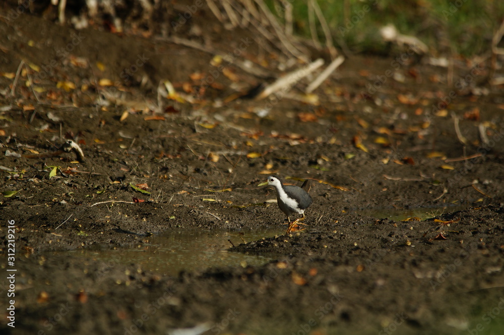 The white-breasted waterhen (Amaurornis phoenicurus) is a waterbird of the rail and crake family, Rallidae, that is widely distributed across South and Southeast Asia. The white-breasted waterhen (Amaurornis phoenicurus) is a waterbird of the rail and crake family, Rallidae, that is widely distributed across South and Southeast Asia.