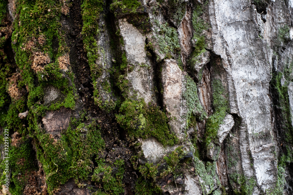 Mossy tree bark texture Mossy tree bark texture