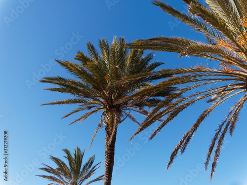 (Phoenix dactylifera) Couronne de Dattier ou Palmier-dattier aux grandes palmes