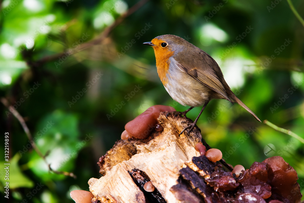 European Robinin in his environment. His Latin name is Erithacus rubecula. European Robinin in his environment. His Latin name is Erithacus rubecula.