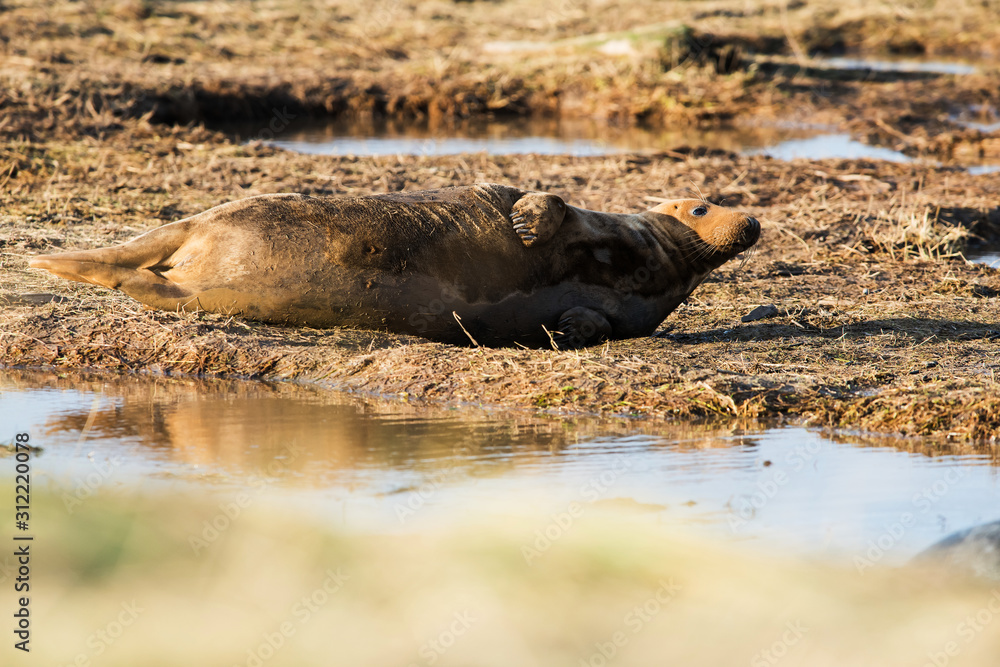 Grey seals come in winter to coastline to give birth to their pups near the sand dunes. Grey seals come in winter to coastline to give birth to their pups near the sand dunes.