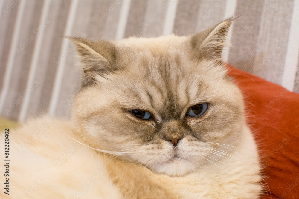 Scottish cat resting on a red pillow