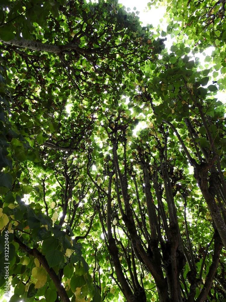 Fototapeta premium Arbre