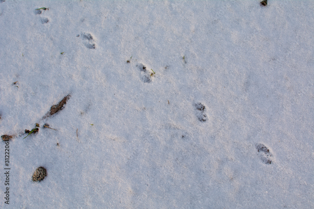 Mouse tracks on white snow Mouse tracks on white snow