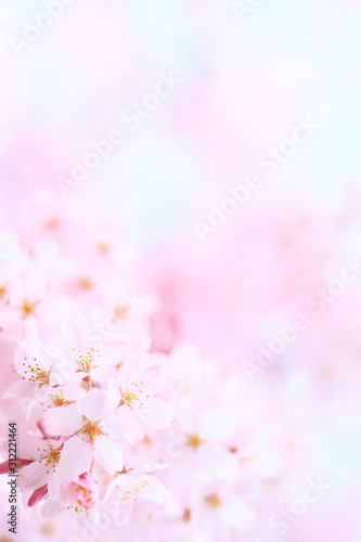 Fototapeta Naklejka Na Ścianę i Meble -  Cherry-blossom viewing, Blossom, Branch