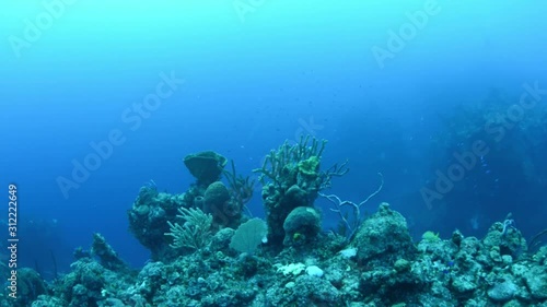 Bahamas reef scene