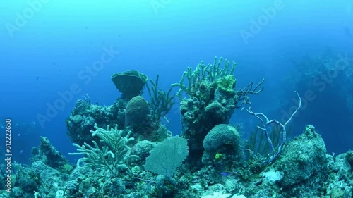 Coral reef in the Bahamas