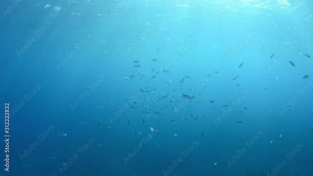 Dappled sunlight and fish shoal underwater Dappled sunlight and fish shoal underwater