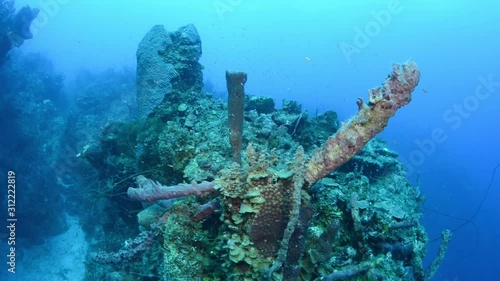 Sponges on wreck