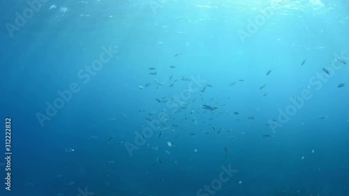 Dappled sunlight and fish shoal underwater