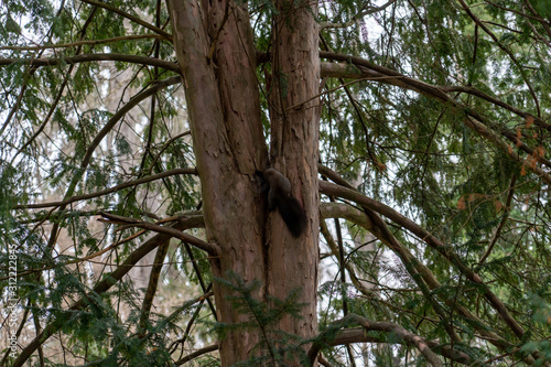 Eichhörnchen sitzt auf Baum und isst 