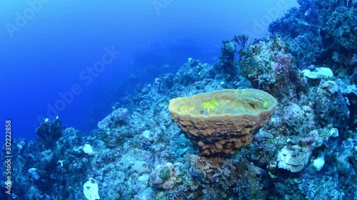 Sponge in the Bahamas reef