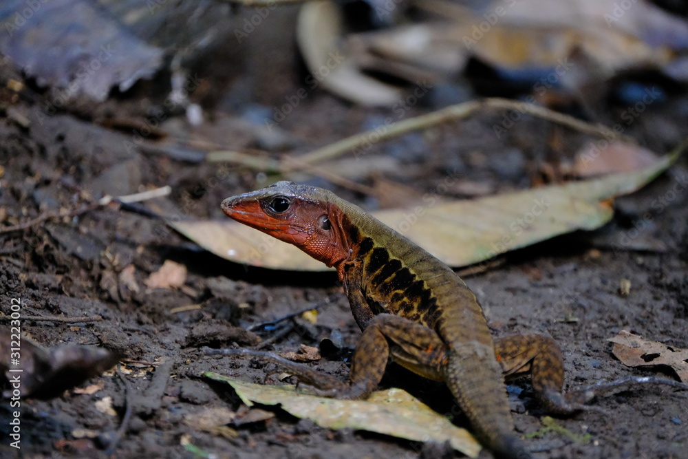 Naklejka premium Red Lizard in the ground