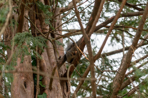 Eichhörnchen sitzt auf Baum und isst 