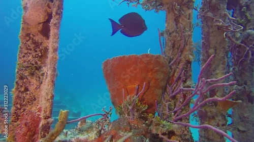 Sponge and fish on wreck