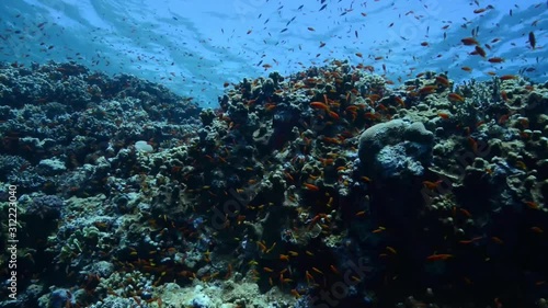 Anthias coral reef scene