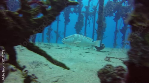 Nassau grouper swimming in wreck
