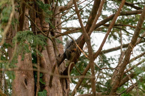 Eichhörnchen sitzt auf Baum und isst 