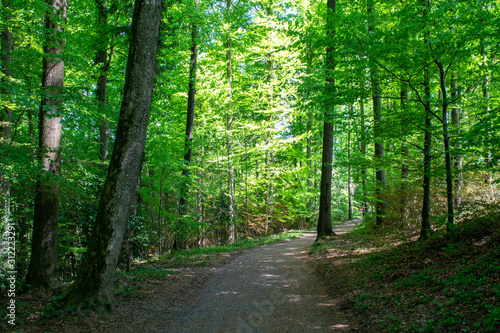 Forest outside Adliswil in Switzerland