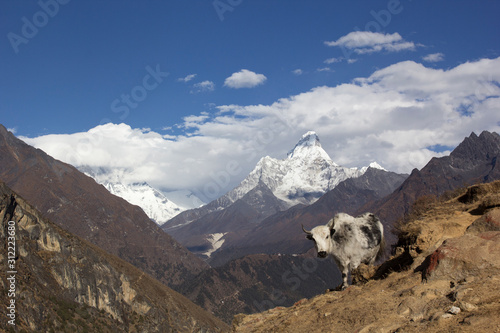 Nepal, the Himalayas, the Everest region. A shaggy Yak stands against a mountain landscape. Behind you can see mount AMA Dablam - one of the most beautiful peaks of the Sagarmatha national Park.