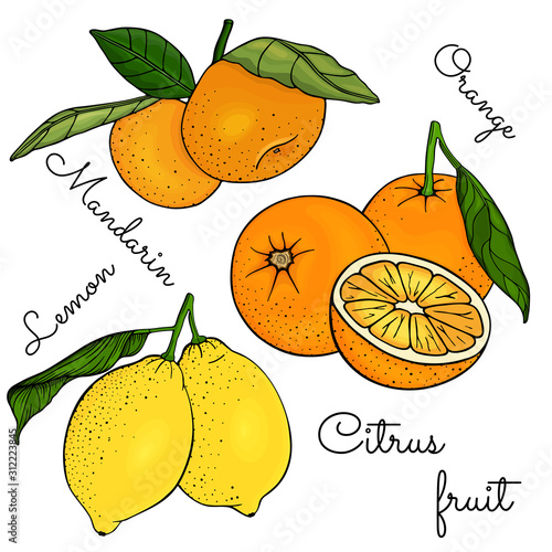 Set of yellow and orange citrus fruits with leaves on a branch. Lemon, mandarin, oranges, tangerine, clementine. Slice, plant leaves. Color vector illustration Isolated on white background. Hand drawn