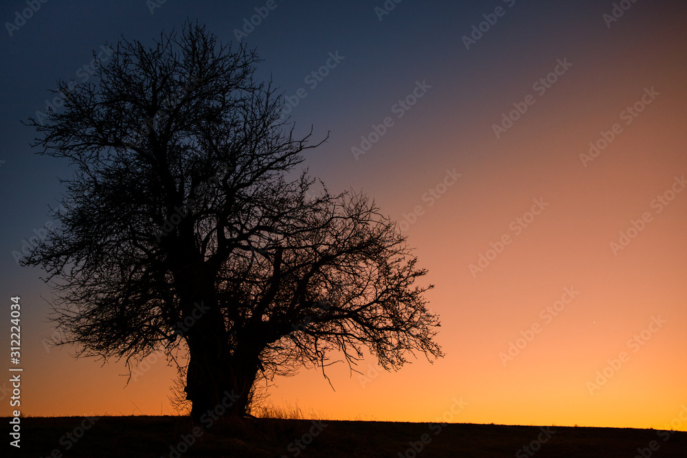 alleinstehender Baum gegen stimmungsvollen Nachthimmel alleinstehender Baum gegen stimmungsvollen Nachthimmel