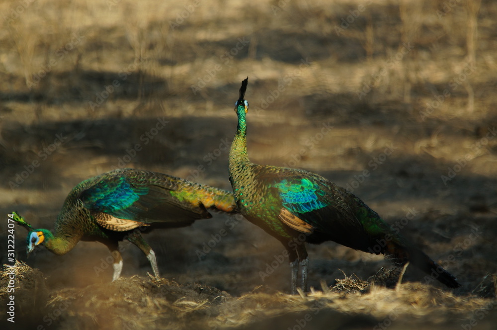 Java Peachick The green peafowl (Pavo muticus) is a peacock species found in the ...