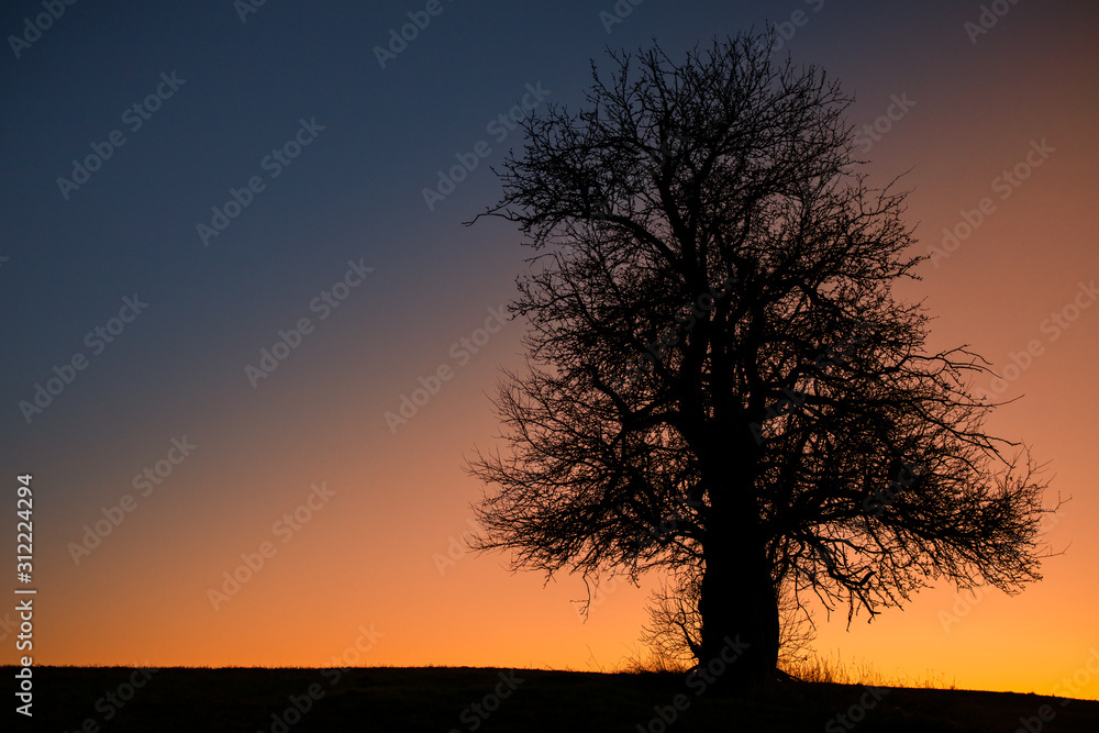 alleinstehender Baum gegen stimmungsvollen Nachthimmel alleinstehender Baum gegen stimmungsvollen Nachthimmel