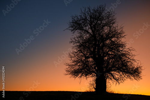 alleinstehender Baum gegen stimmungsvollen Nachthimmel