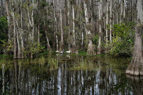 Everglades Florida Nature V  gel jagen Wassertiere 