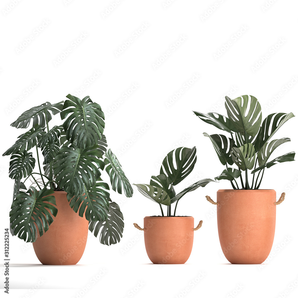Monstera in a clay pot on a white background	