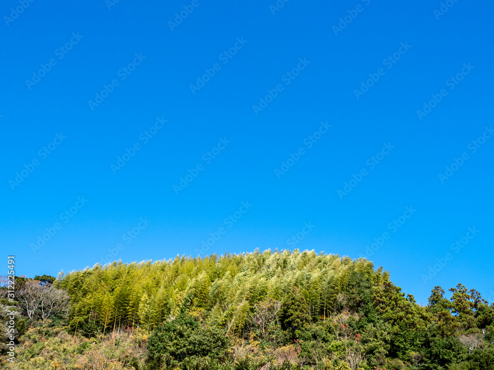 竹林と青空 竹林と青空