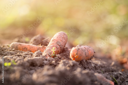 Carrot cultivation on an organic agriculture field. Fresh carrots and soil.