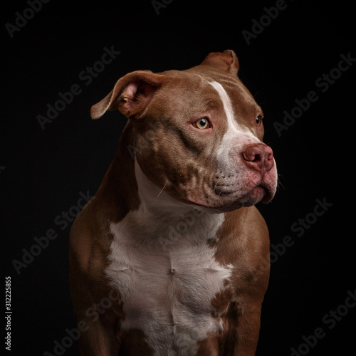 American pit bull terrier. Puppy. Dark background