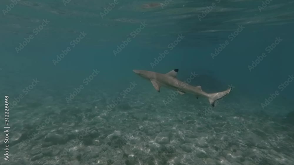 Baby shark in the Indian ocean Stock Video | Adobe Stock