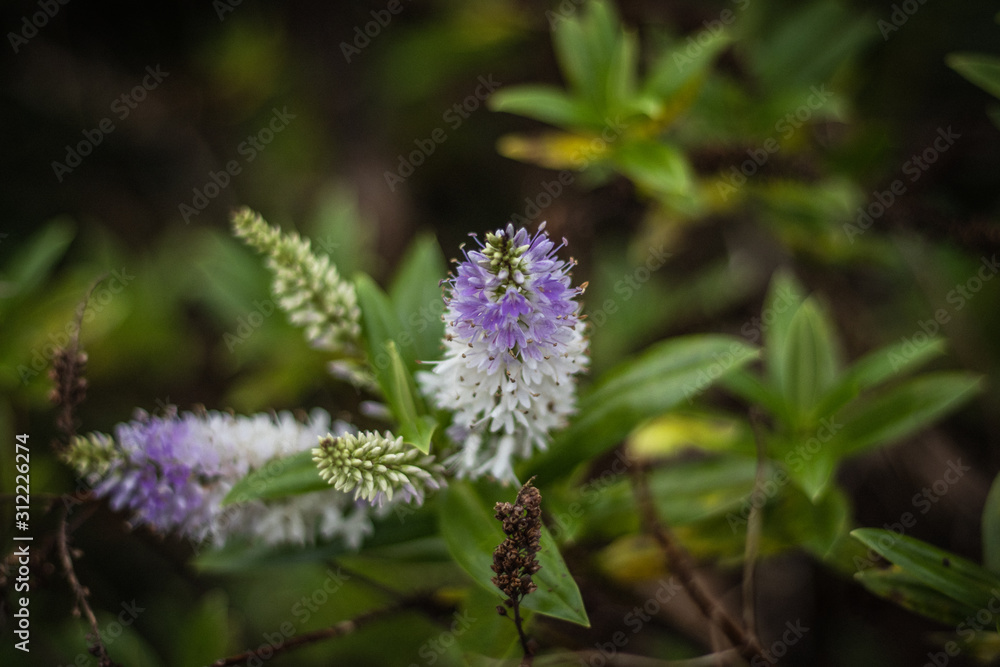 flower flower