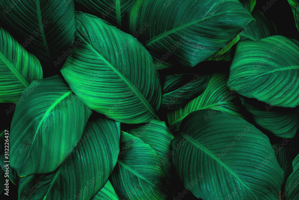 leaves of Spathiphyllum cannifolium, abstract green texture, nature background, tropical leaf