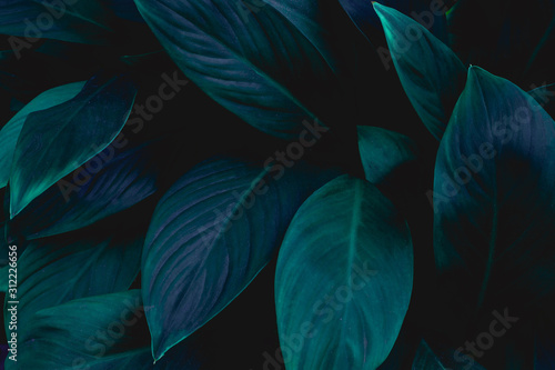 closeup nature view of green leaf in garden  dark wallpaper concept  nature background  tropical leaf