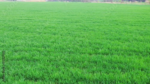 Wallpaper Mural A shot from a drone that flies over a green spring field. Torontodigital.ca
