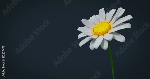 Chamomile flower opens in closeup with alpha channel, 3D animation