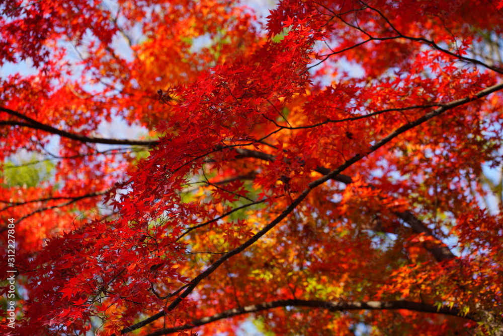 日本の東京都にある六義園という日本庭園の紅葉