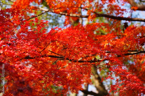日本の東京都にある六義園という日本庭園の紅葉 © K.Douzin