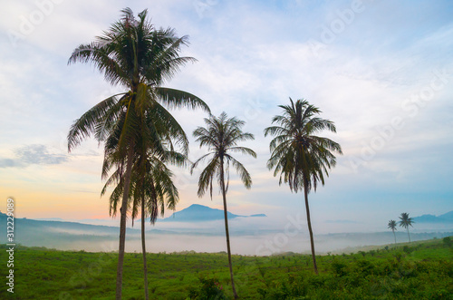 palm trees and the fog in the morning © thexfilephoto