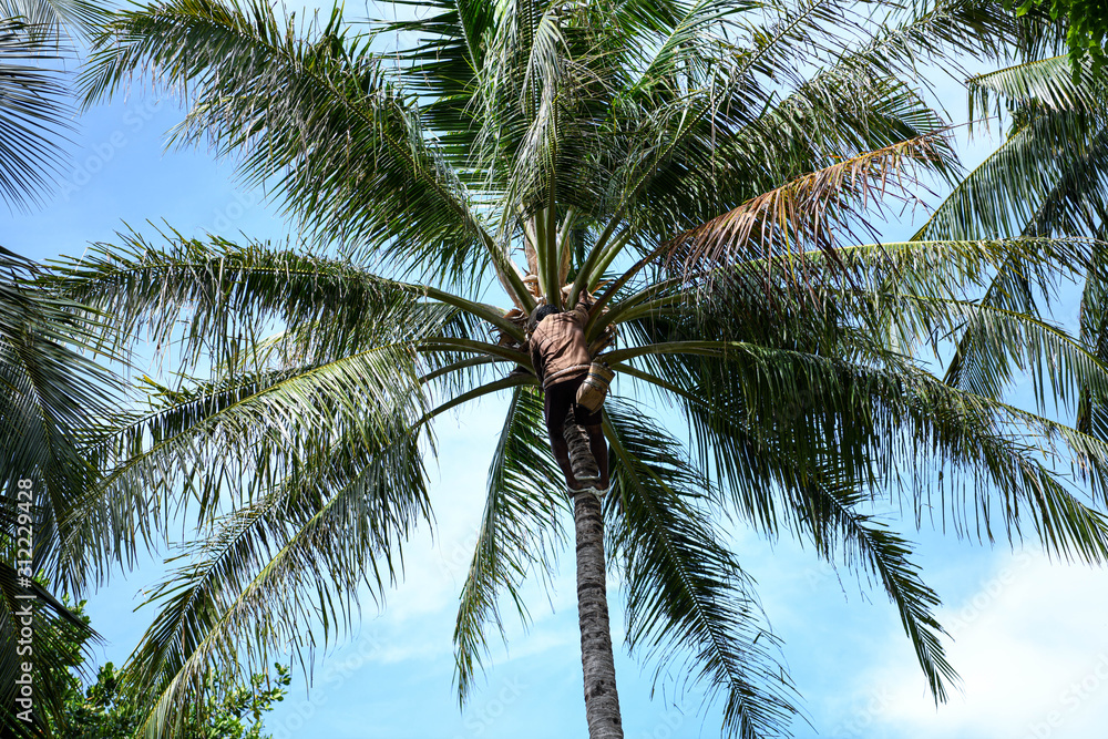 Fototapeta premium a man on a palm tree