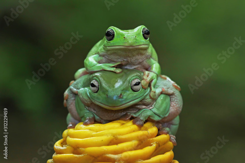 green tree frog, dumpy frog © Agus Gatam