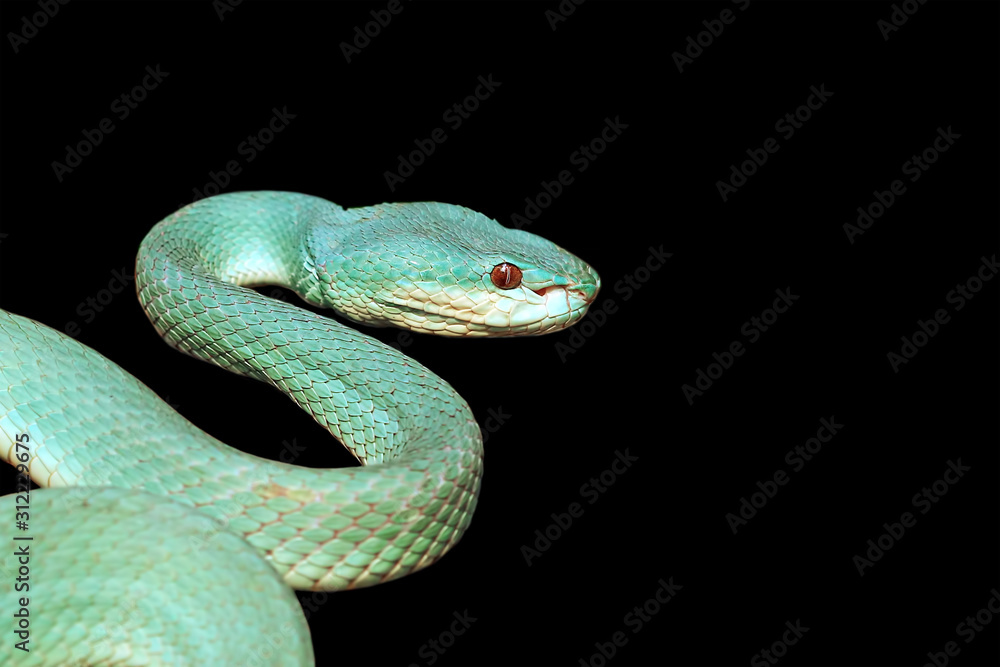 Fototapeta premium blue viper snake on black background, venomous and poisonous snake