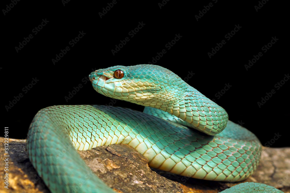 blue viper snake on black background, venomous and poisonous snake blue viper snake on black background, venomous and poisonous snake