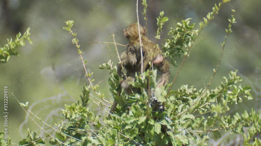 Two young baboons wrestle in the treetops in Botswana Africa. Two young baboons wrestle in the treetops in Botswana Africa.