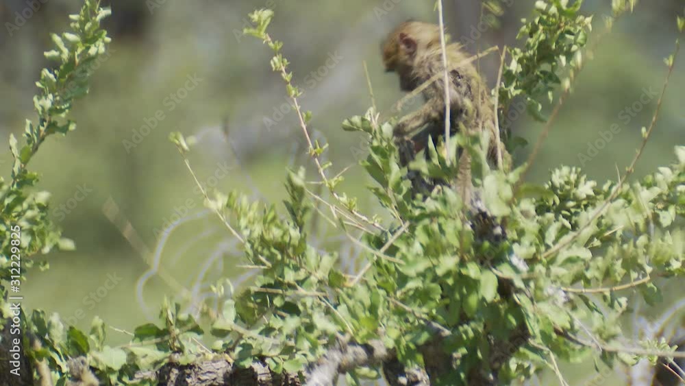 Baby baboons play and chase each other through the trees in Okavango Delta Africa. Baby baboons play and chase each other through the trees in Okavango Delta Africa.
